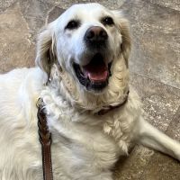Ottawa Veterinary Clinic ico