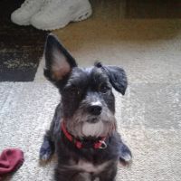 Midwest Animal Clinic ico