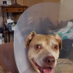 West Central Ohio Veterinary