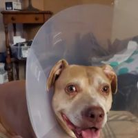 West Central Ohio Veterinary ico