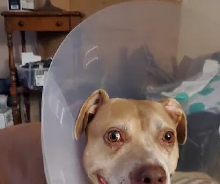 West Central Ohio Veterinary