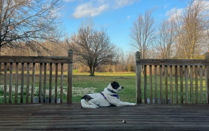 West Central Ohio Veterinary Picture 10