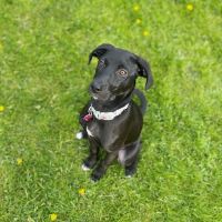Heidt Veterinary Hospital ico