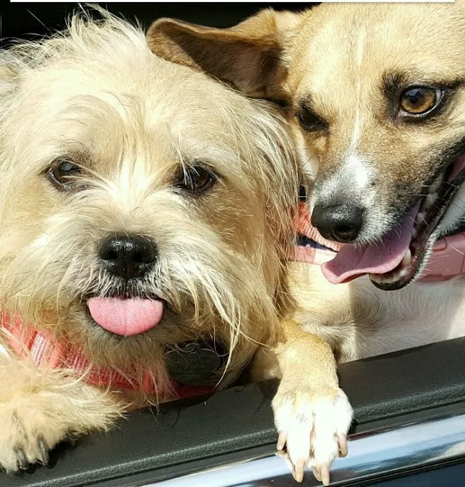 Heidt Veterinary Hospital Picture 2