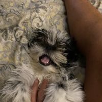 Vetco Vaccination Clinic ico