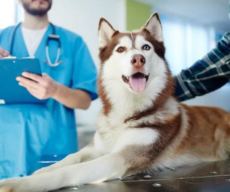 Shawnee Veterinary Hospital