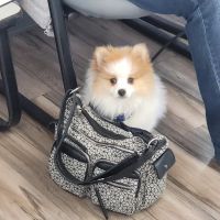 Baker Animal Hospital ico