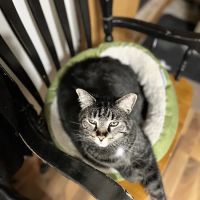 Metz Petz Veterinary Clinic Shawnee ico