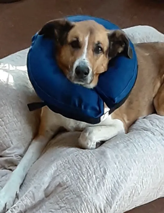 Metz Petz Veterinary Clinic Shawnee Picture 4