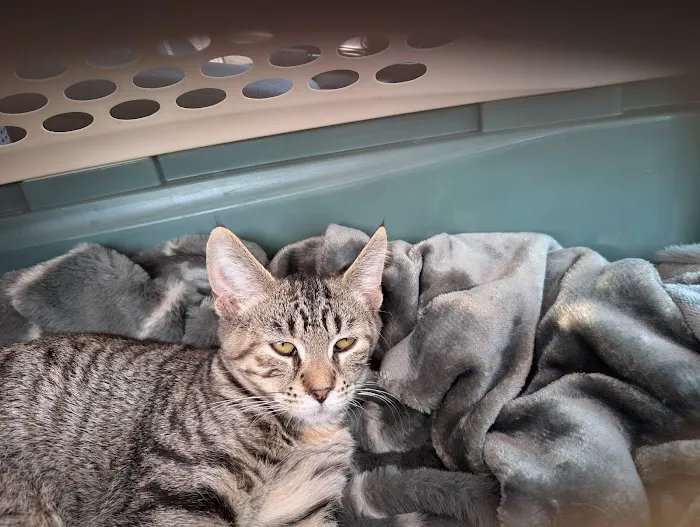 Midway Animal Hospital Picture 1