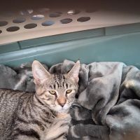 Midway Animal Hospital ico