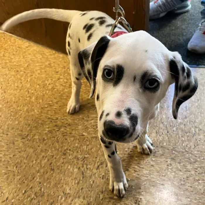 Midway Animal Hospital Picture 3