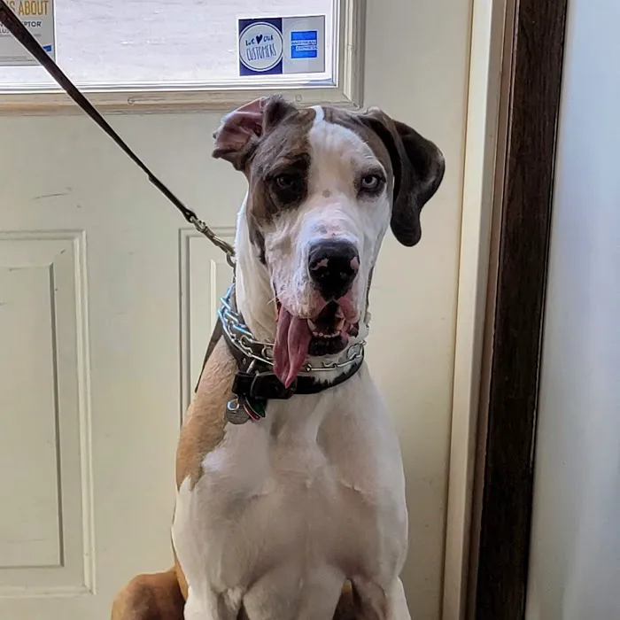 Midway Animal Hospital Picture 8