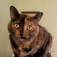 Animal Hospital at West Ridge ico