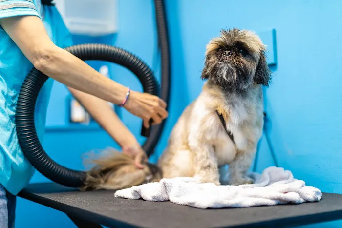 The Village Vet Picture 2