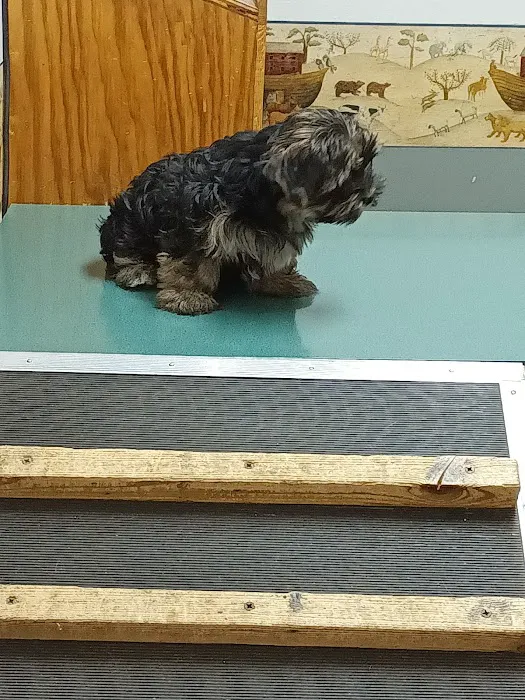 The Village Vet Picture 6