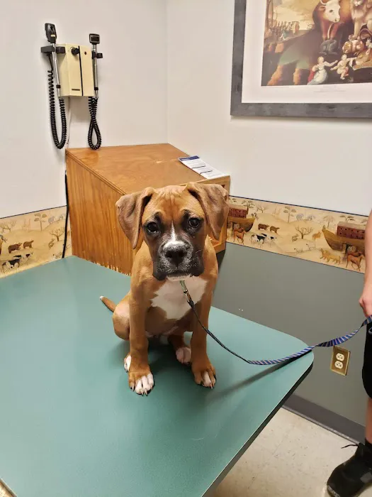 The Village Vet Picture 4