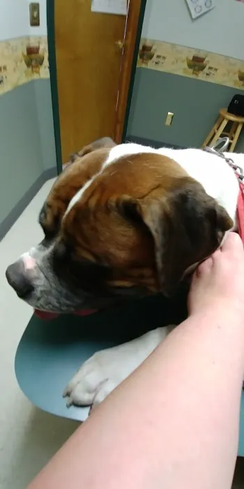 The Village Vet Picture 7