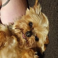Anthony Wayne Animal Hospital, A Thrive Pet Healthcare Partner ico