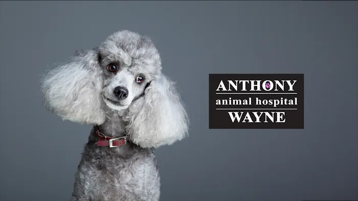 Anthony Wayne Animal Hospital, A Thrive Pet Healthcare Partner Picture 3