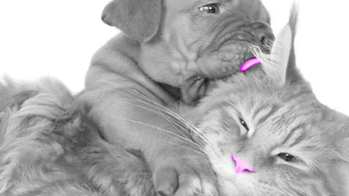 Anthony Wayne Animal Hospital, A Thrive Pet Healthcare Partner Picture 7