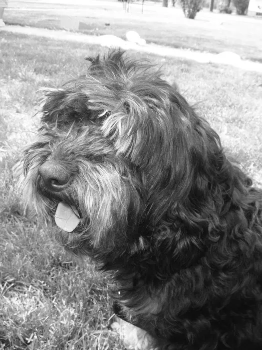 Anthony Wayne Animal Hospital, A Thrive Pet Healthcare Partner Picture 6