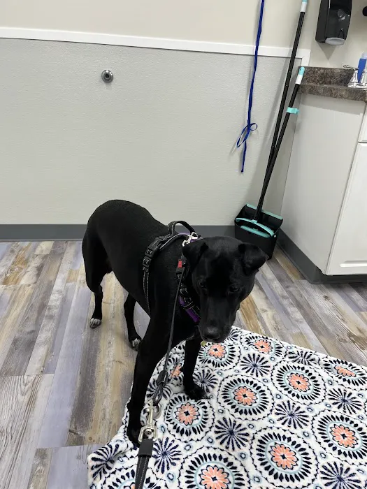 The Bridge Urgent Pet Care Picture 1