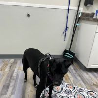 The Bridge Urgent Pet Care ico
