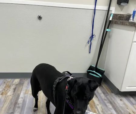 The Bridge Urgent Pet Care