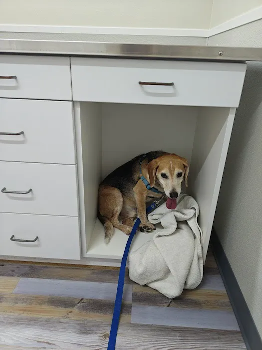 The Bridge Urgent Pet Care Picture 9