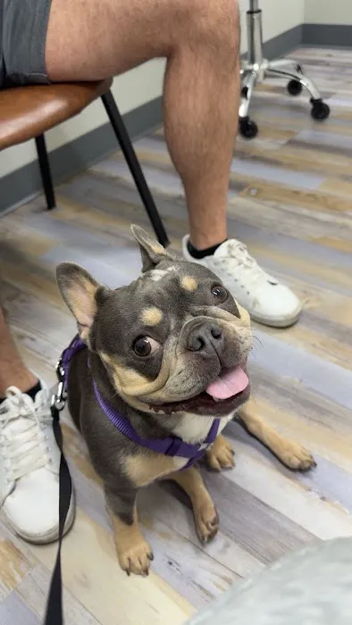 The Bridge Urgent Pet Care Picture 10