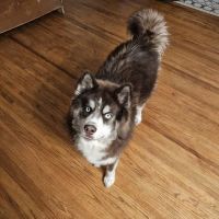 Whitehouse Animal Hospital ico