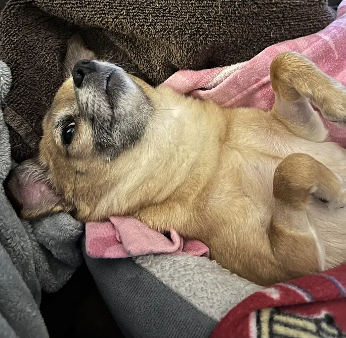 Veterinary Emergency Center Picture 1