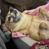 Veterinary Emergency Center ico