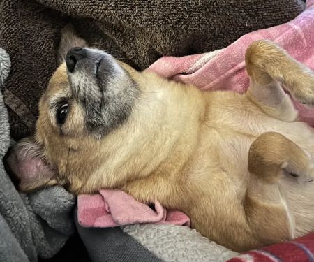 Veterinary Emergency Center
