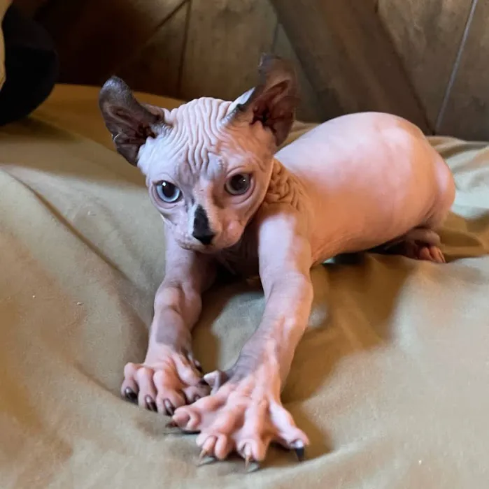 Veterinary Emergency Center Picture 2