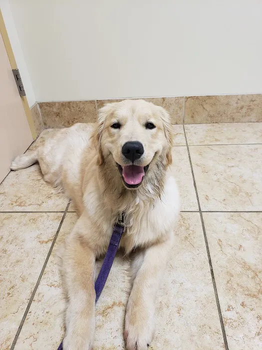 Veterinary Emergency Center Picture 4