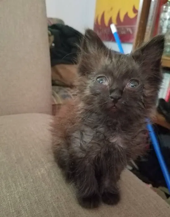 Veterinary Emergency Center Picture 5