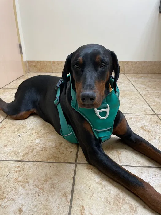 Veterinary Emergency Center Picture 9