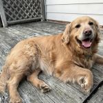 Heatherdowns Veterinary Clinic