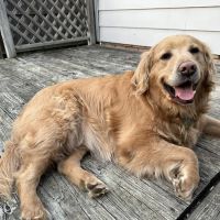 Heatherdowns Veterinary Clinic ico