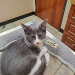 Alexis Road Animal Hospital