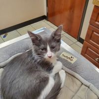 Alexis Road Animal Hospital ico