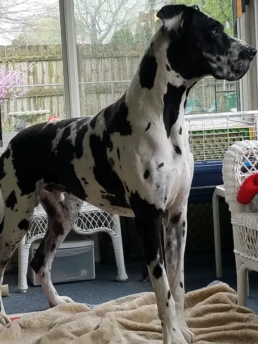 High Point Animal Hospital Inc Picture 1