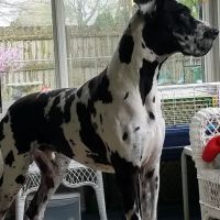 High Point Animal Hospital Inc ico