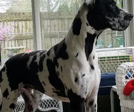 High Point Animal Hospital Inc