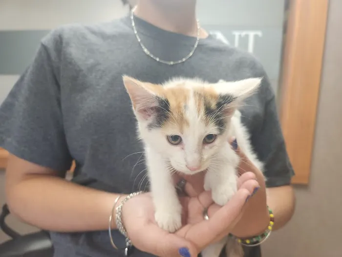 High Point Animal Hospital Inc Picture 4