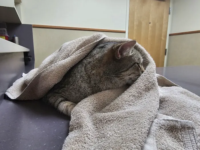 High Point Animal Hospital Inc Picture 7