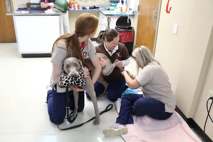 Temperance Animal Hospital Picture 2