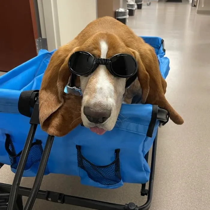 Temperance Animal Hospital Picture 6